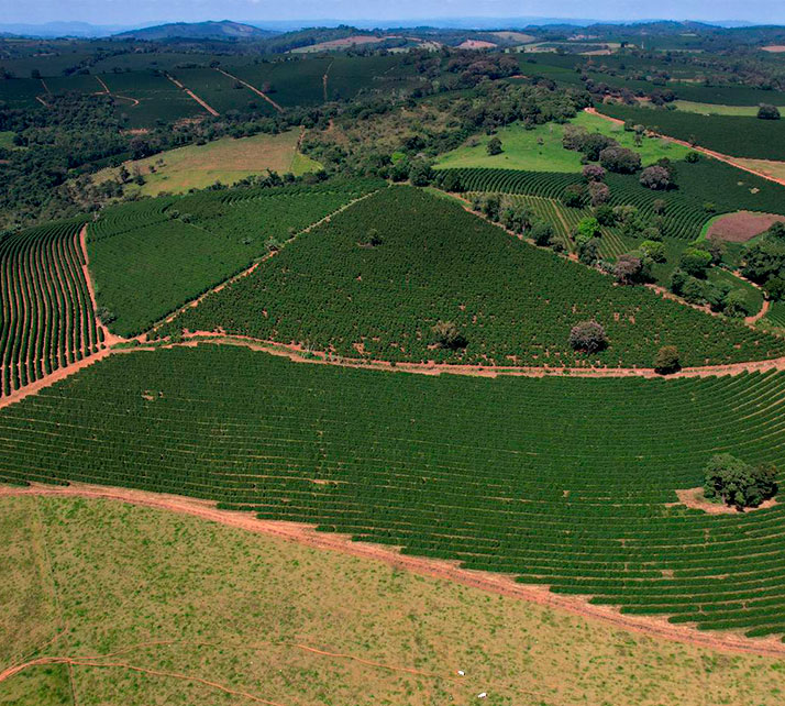 Lavoura de café vista aérea