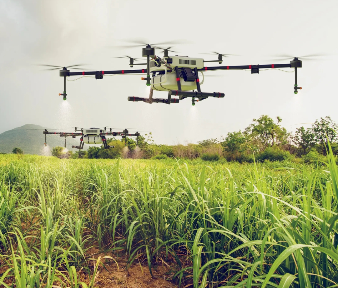 Lavoura de café vista aérea